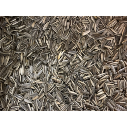 copy of FUTTERTREFF Sonnenblumen gestreift 20kg Sack