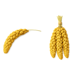VOGELTREFF Kolbenhirse gelb 15kg Karton
