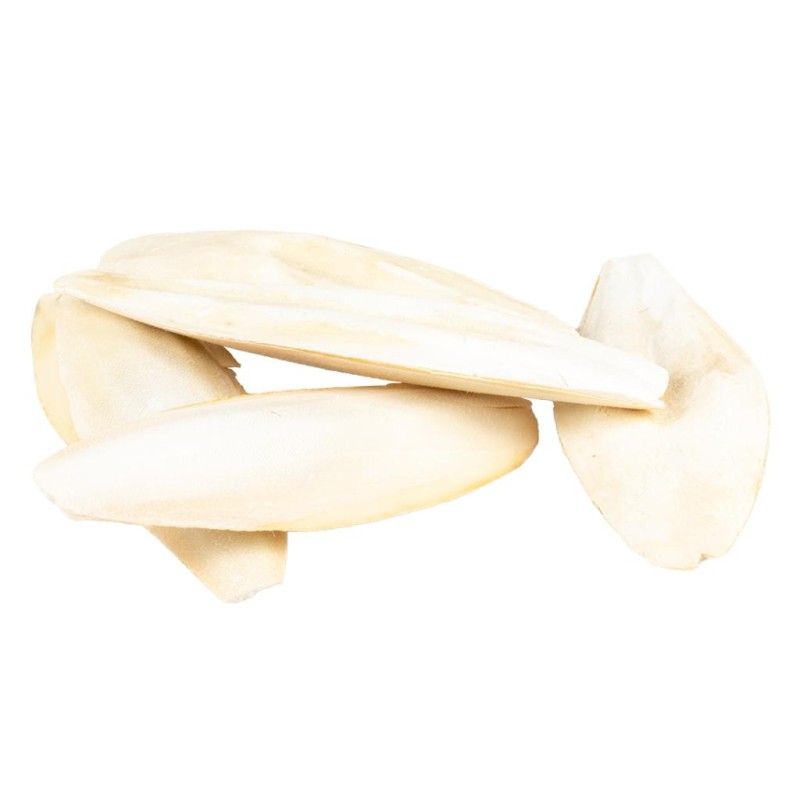 copy of EXPERT One Sepia-Schale 5kg Box